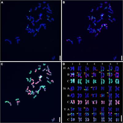 Meiotic Chromosomal Abnormality Detected in a Heterozygote of Elymus nutans